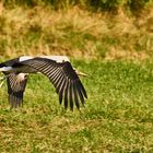 Storch beim Start