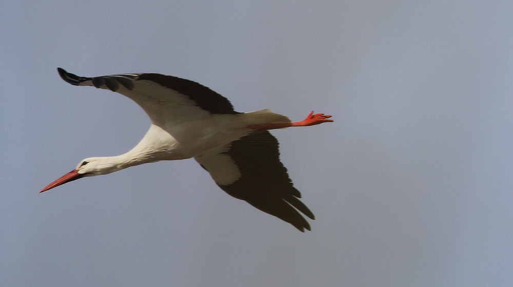 Storch beim Überfliegen des Altmühlsees