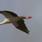 Storch beim Überfliegen des Altmühlsees