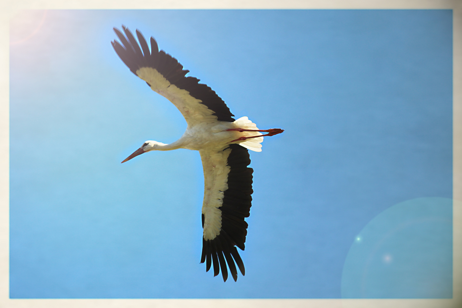 Storch beim Überflug