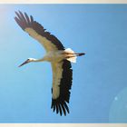 Storch beim Überflug