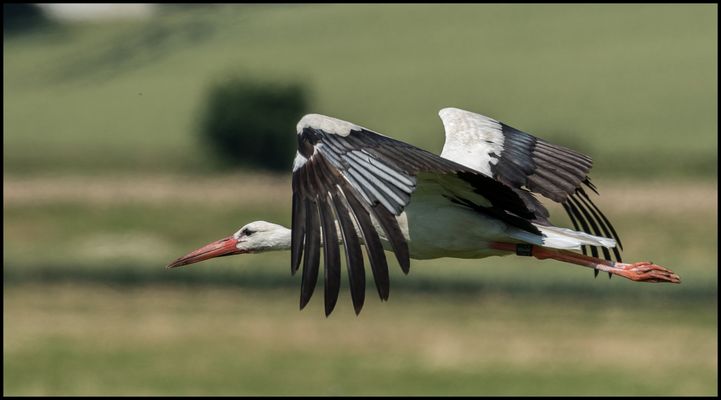 Storch beim Vorbeiflug