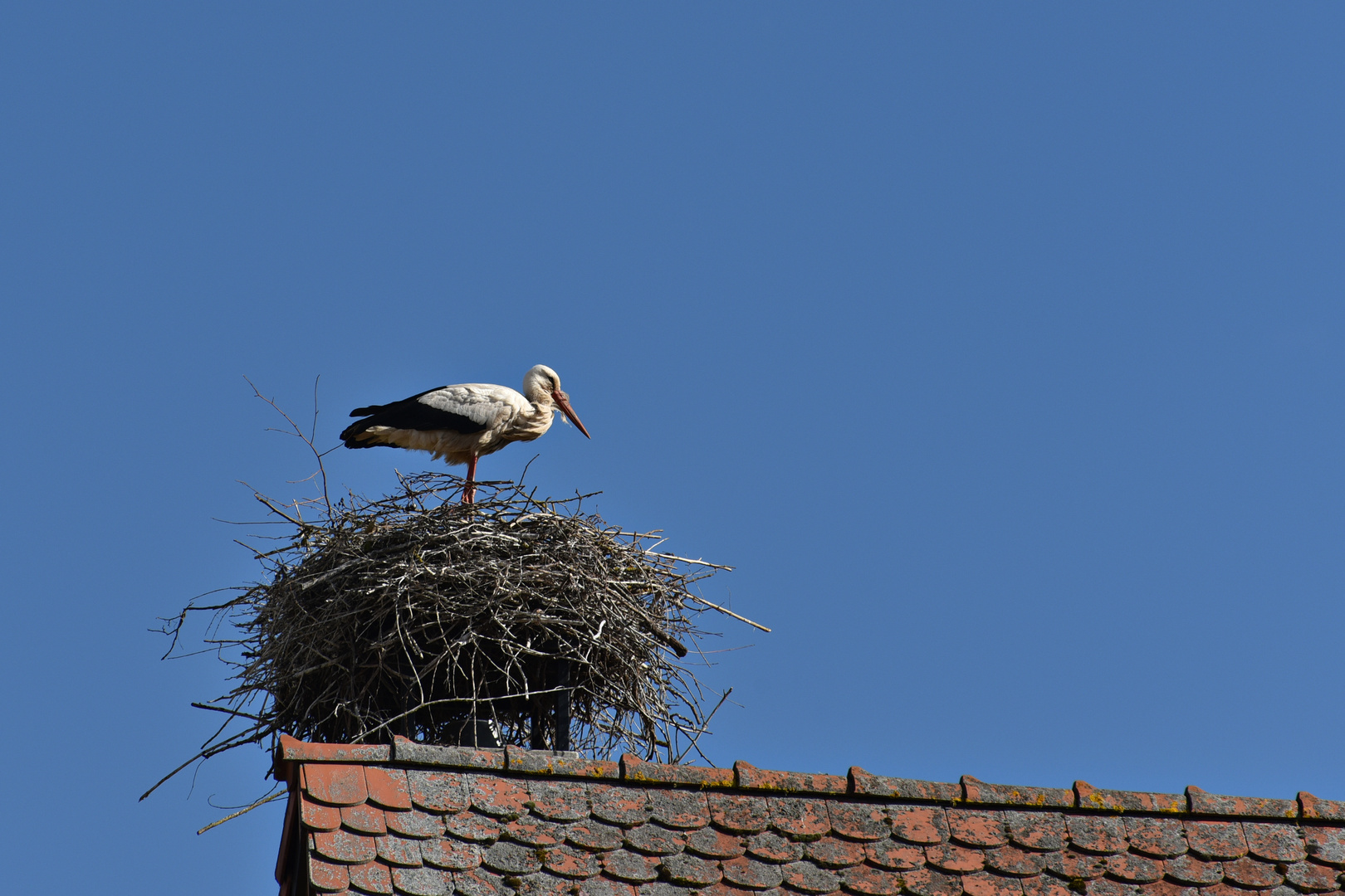 Storch bewacht seine Brut