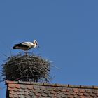 Storch bewacht seine Brut