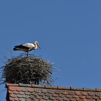 Storch bewacht seine Brut