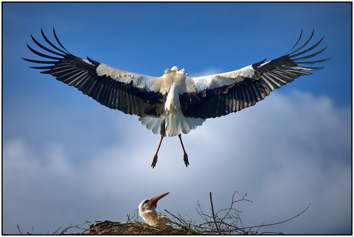 Storch, bin wieder da