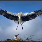 Storch, bin wieder da