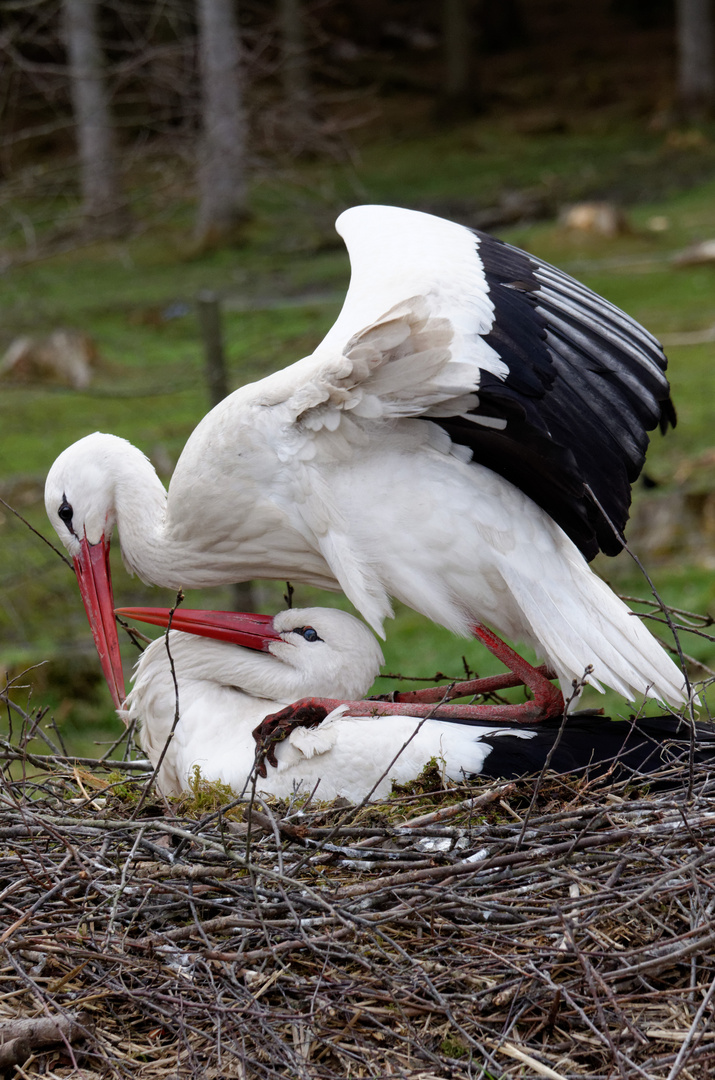 Storch - bitte nicht mit so dreckigen Pfoten