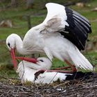 Storch - bitte nicht mit so dreckigen Pfoten