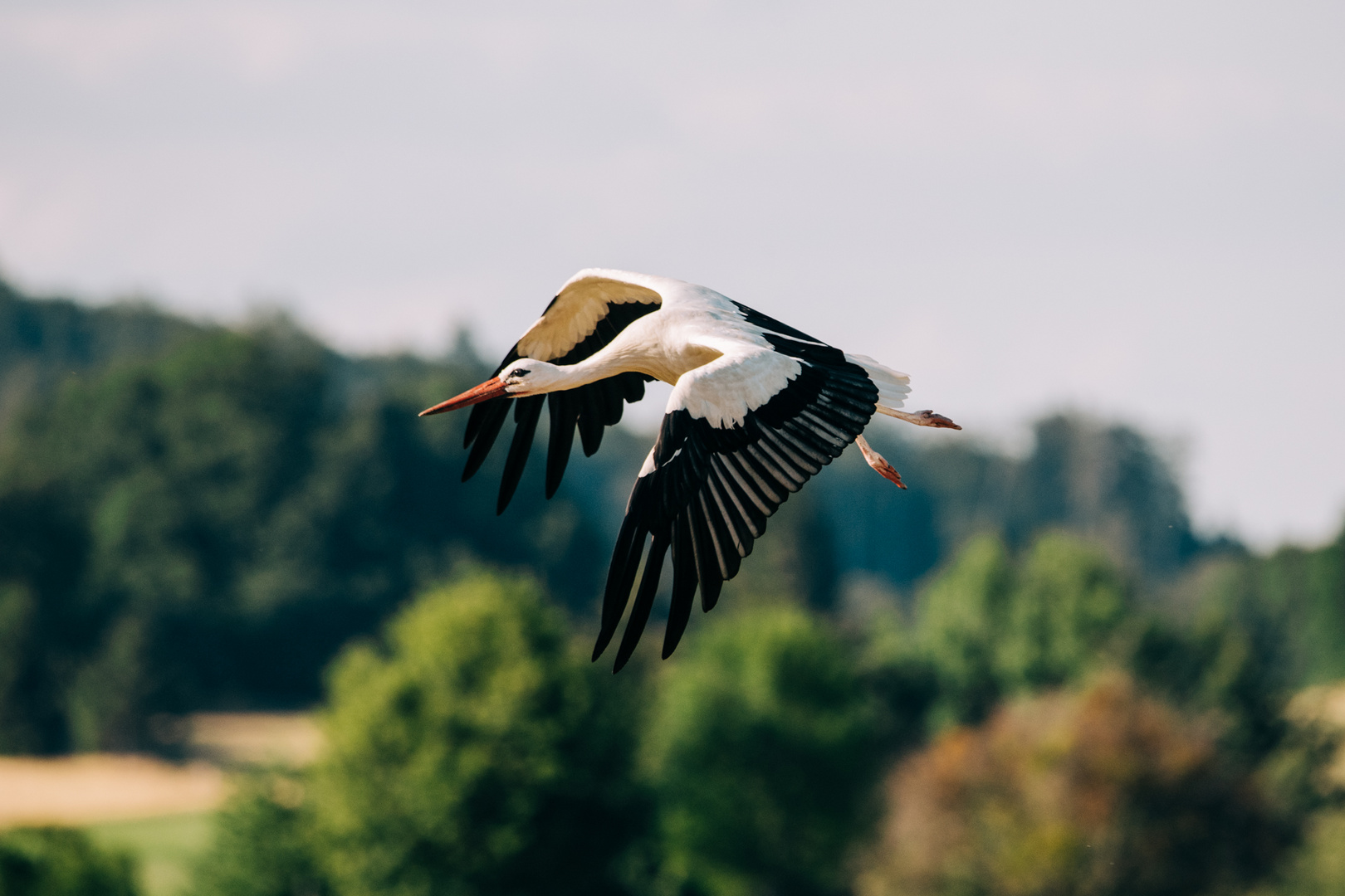 Storch Brandau Odenwald 11 2020