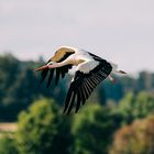 Storch Brandau Odenwald 11 2020