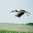 Storch Brandau Odenwald 12 2020