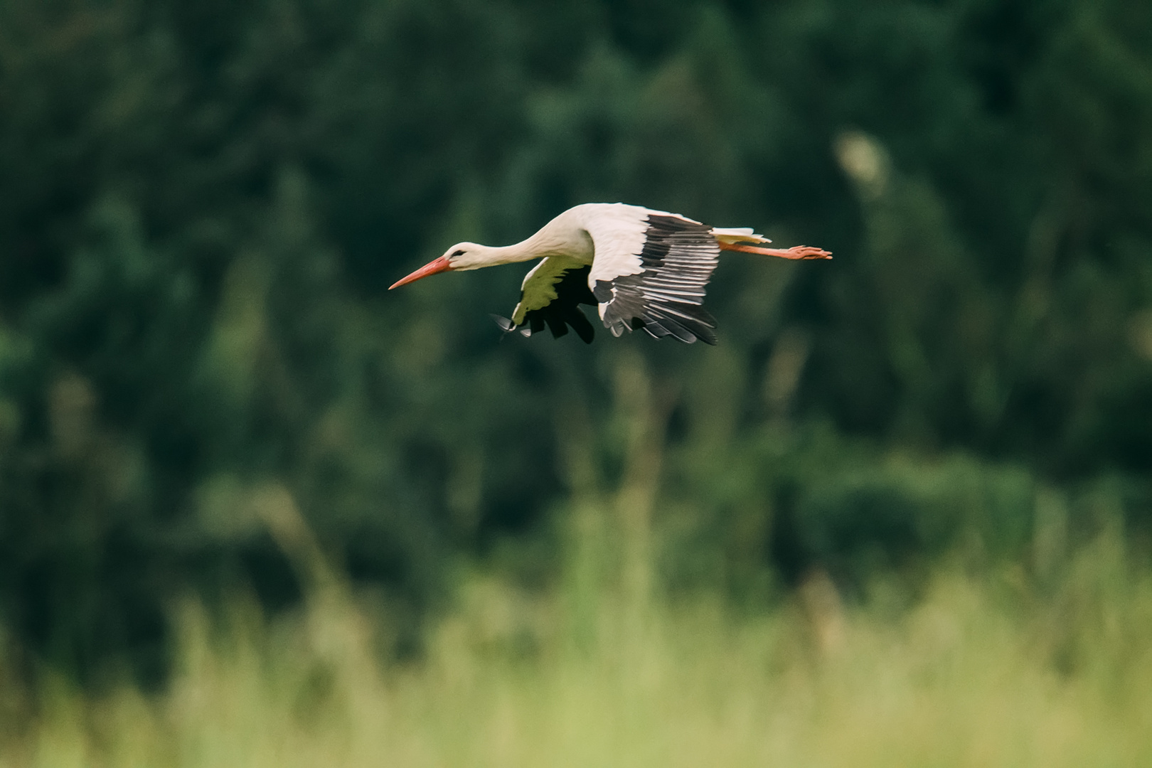 Storch Brandau Odenwald 13 2020