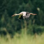 Storch Brandau Odenwald 13 2020