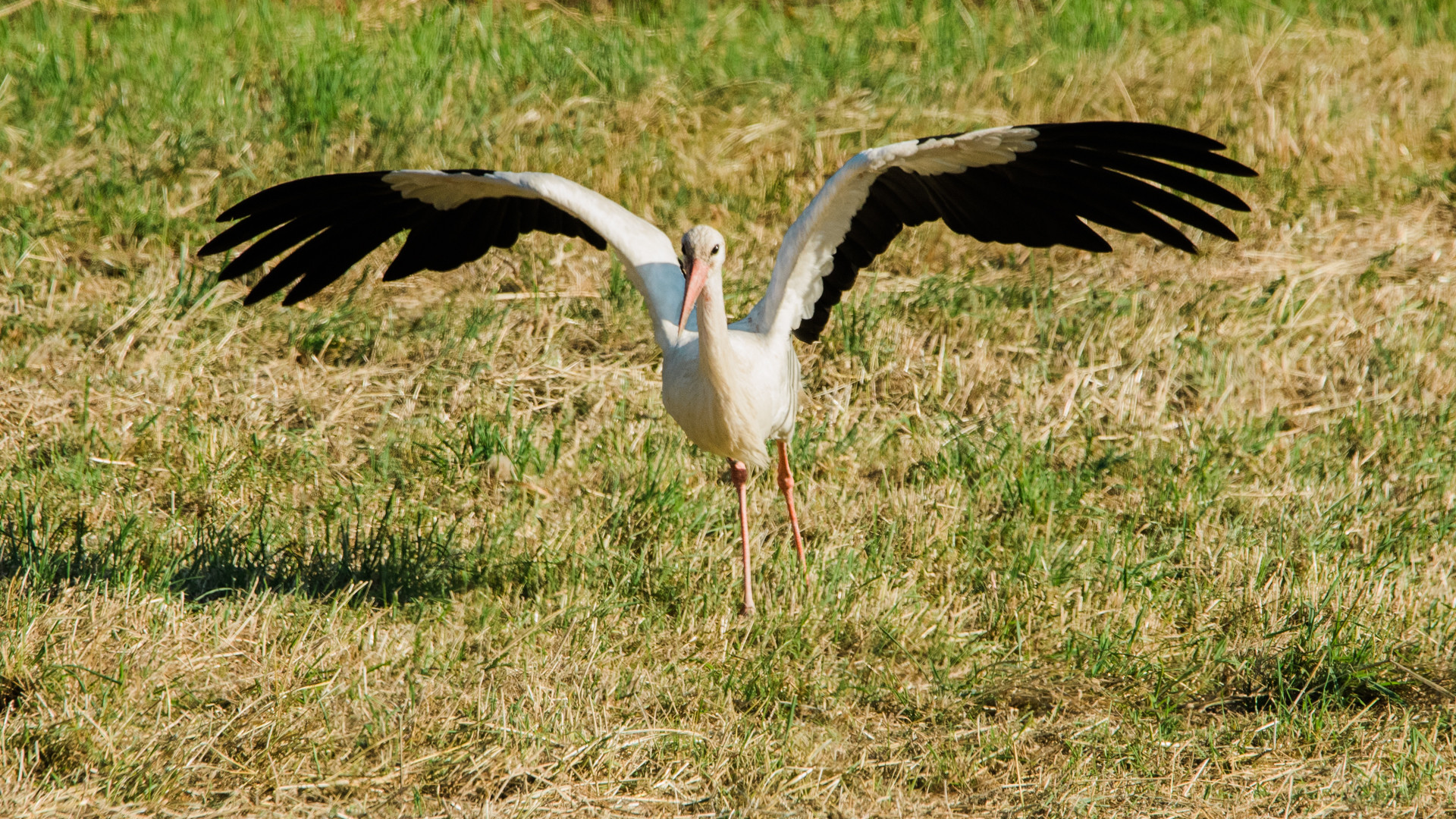 Storch Brandau Odenwald 17 2020