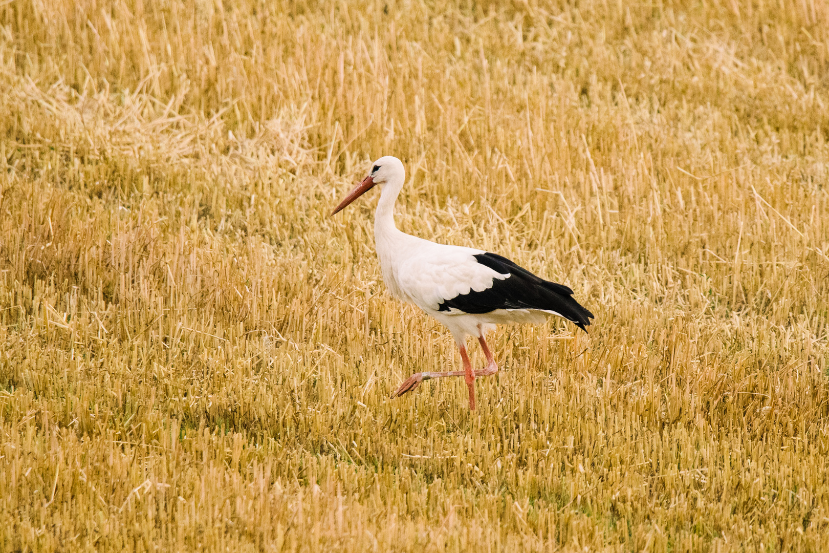 Storch Brandau Odenwald 19 2020