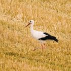 Storch Brandau Odenwald 19 2020