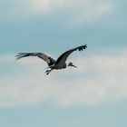 Storch Brandau Odenwald 21 2020