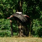 Storch Brandau Odenwald 22 2020