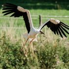 Storch Brandau Odenwald 23 2020