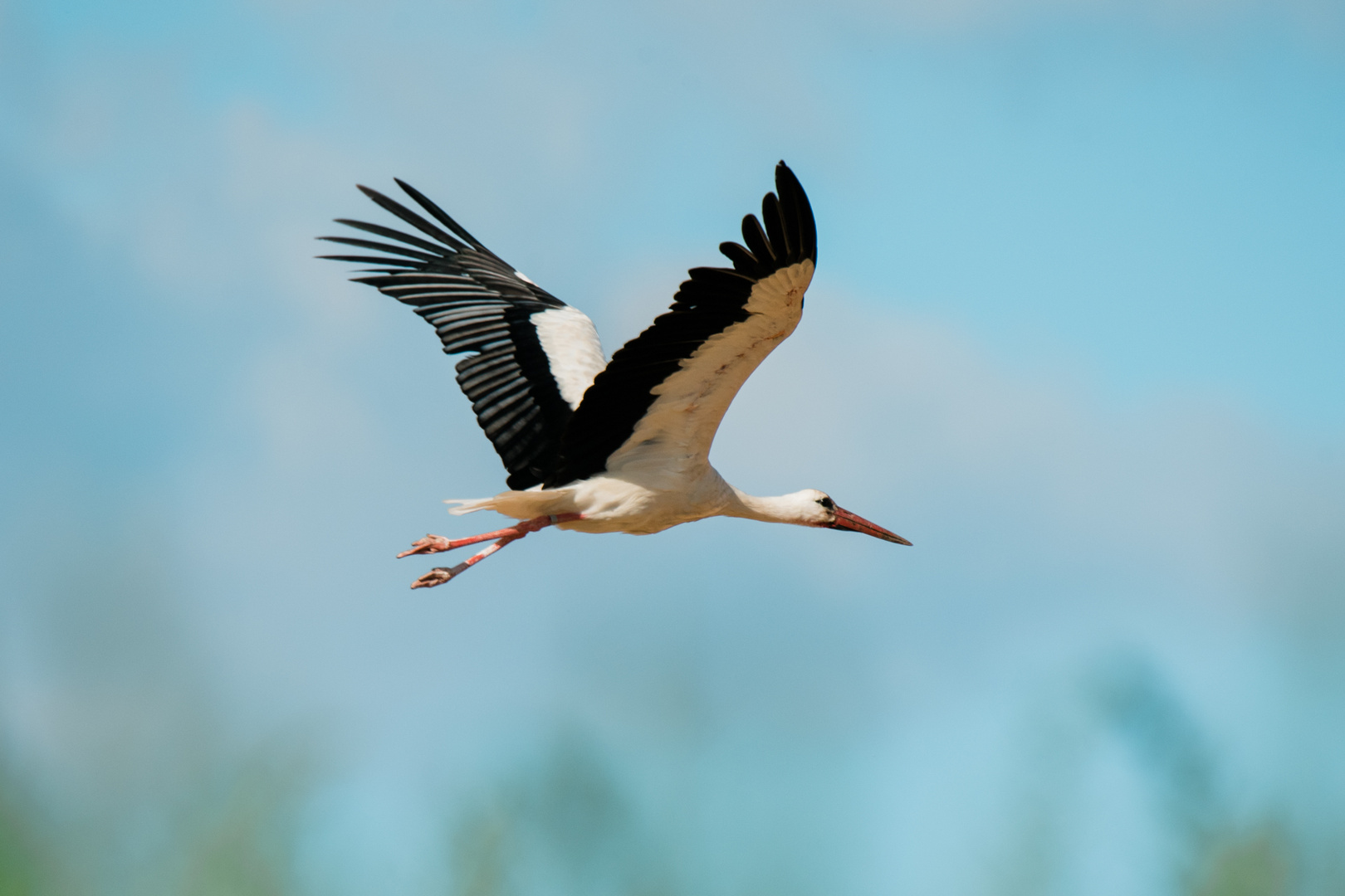 Storch Brandau Odenwald 6 2020