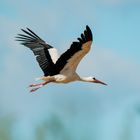 Storch Brandau Odenwald 6 2020