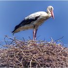 …Storch bringt Glück und Kinder …