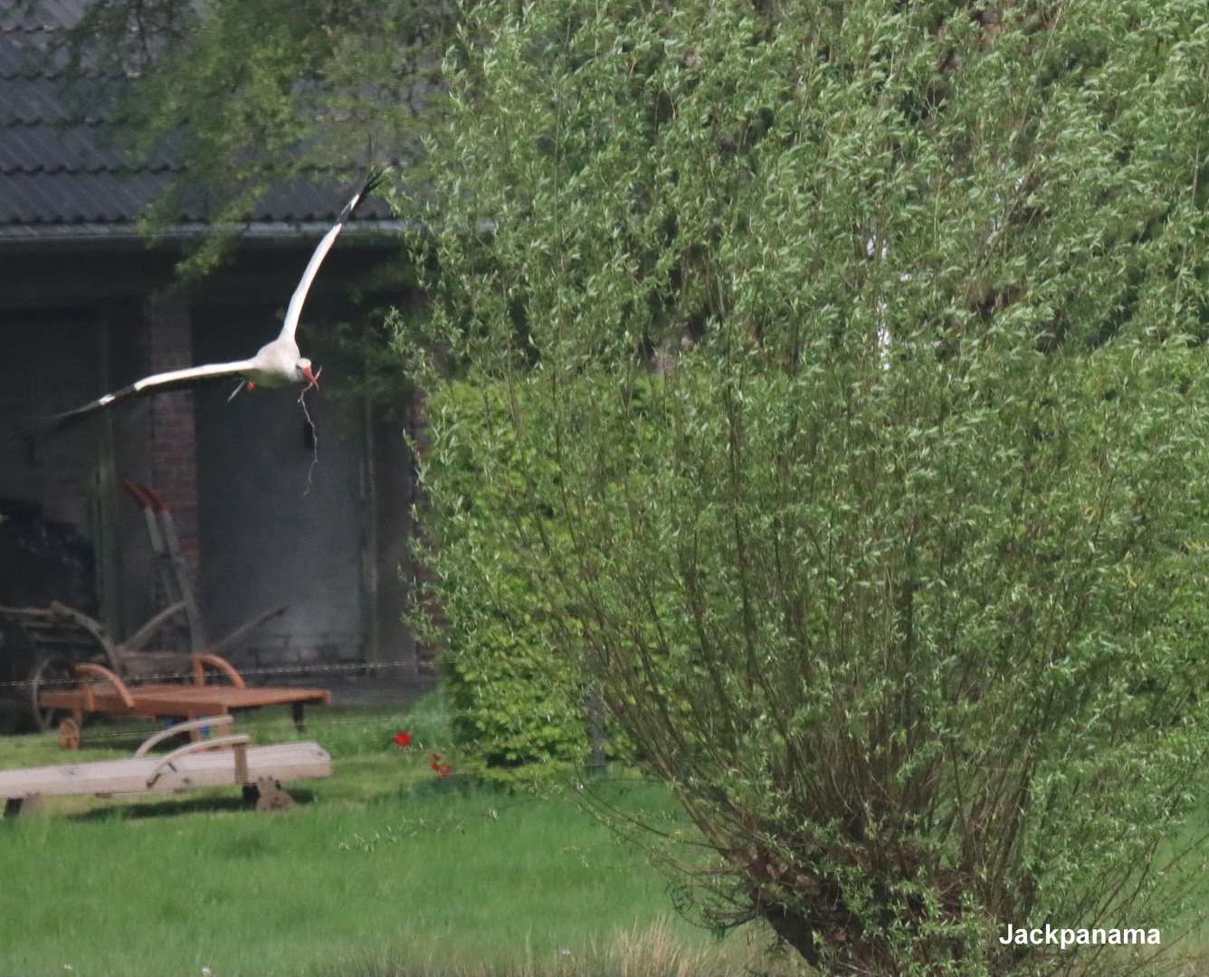 Storch bringt Material für das Nest