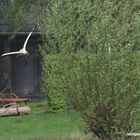 Storch bringt Material für das Nest