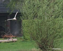 Storch bringt Material für das Nest