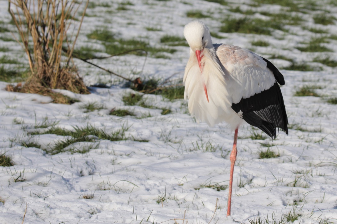 Storch - brrr, das gibt Eisbeine