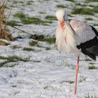 Storch - brrr, das gibt Eisbeine