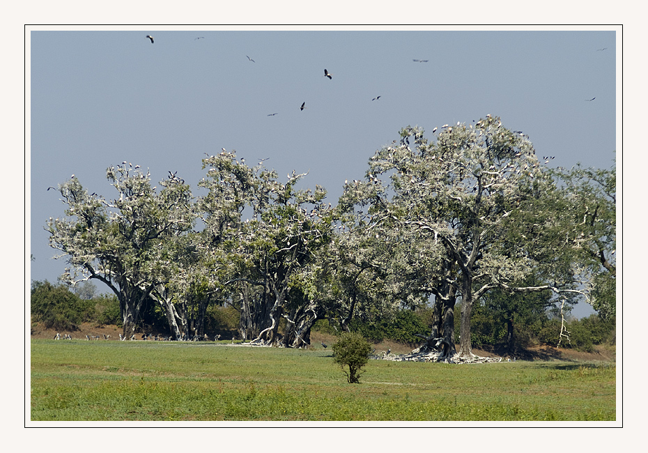 Storch Brutkolonie!