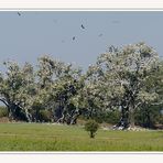 Storch Brutkolonie!