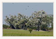 Storch Brutkolonie!