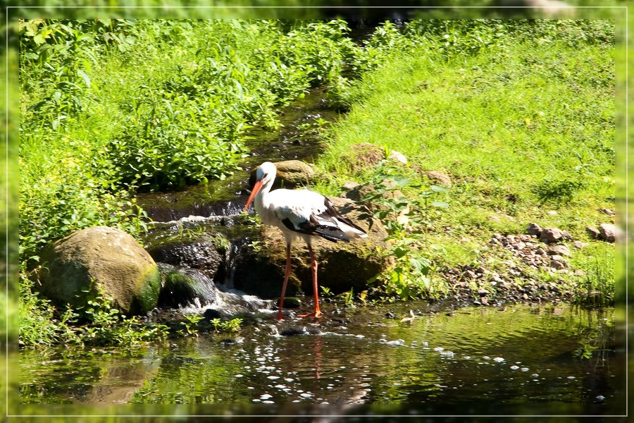 Storch