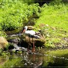 Storch