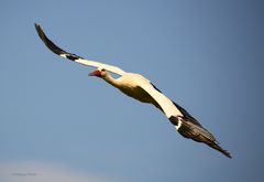 Storch 