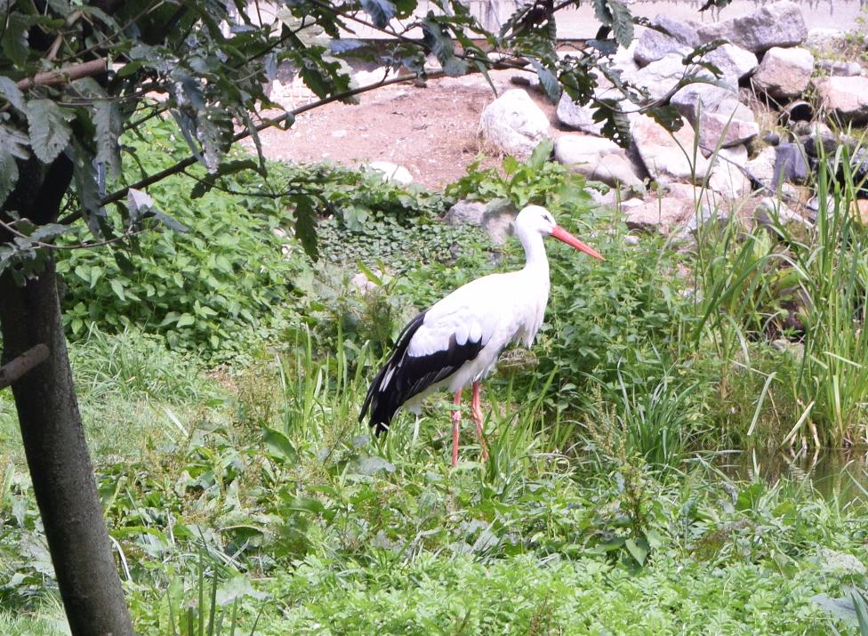 Storch