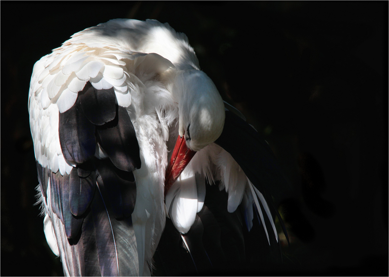 storch...