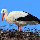 Storch