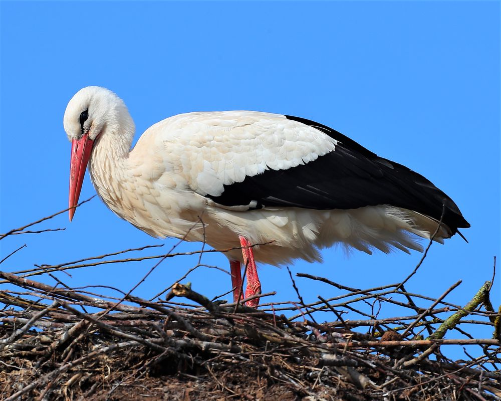 Storch Foto & Bild tiere, wildlife, wild lebende vögel Bilder auf