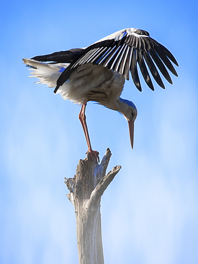 Storch