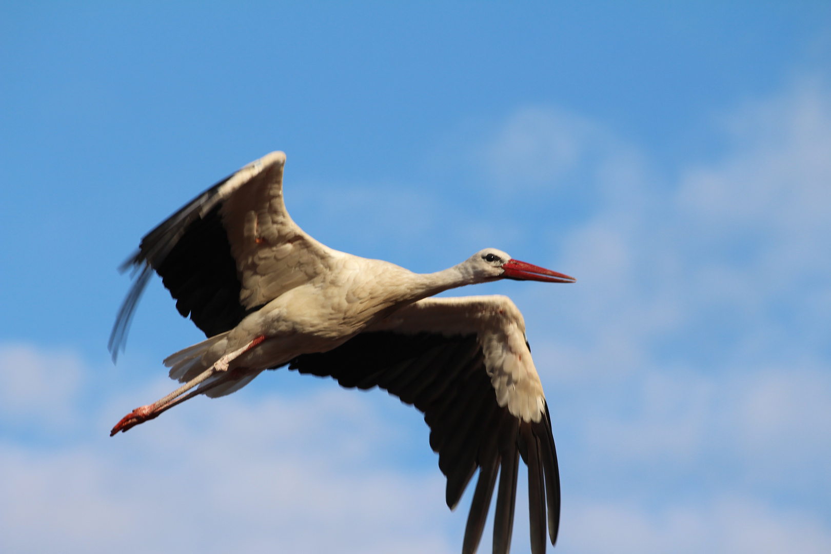 storch