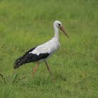 Storch