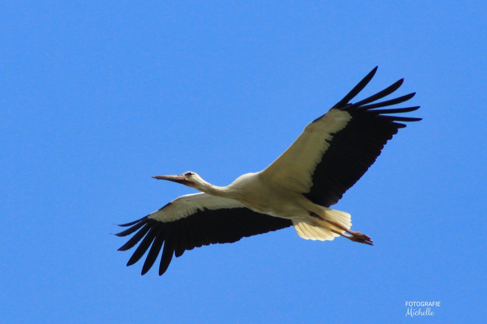 Storch