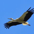 Storch