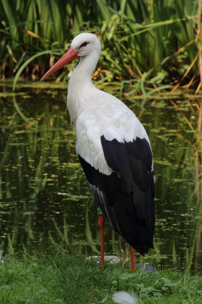 Storch