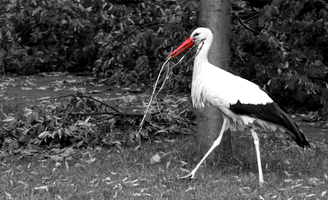 Storch