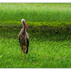 Storch